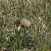 멱쇠채(Scorzonera austriaca Willd.) : 꽃마리