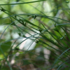 애기염주사초(Carex parciflora var. macroglossa (Franch. & Sav.) Ohwi) : 고들빼기