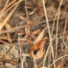 닭의난초(Epipactis thunbergii A.Gray) : habal