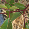 녹나무(Cinnamomum camphora (L.) J.Presl) : 무심거사