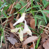 날개현호색(Corydalis alata B.U.Oh & W.R.Lee) : 산들꽃