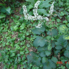 승마(Actaea heracleifolia (Kom.) J.Compton) : 현촌