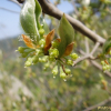 감태나무(Lindera glauca (Siebold & Zucc.) Blume) : 봄까치꽃