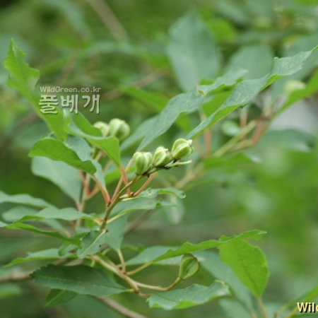 가침박달(Exochorda serratifolia S.Moore) : 벼루