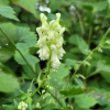 흰진범(Aconitum longecassidatum Nakai) : 산소리