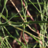 개쇠뜨기(Equisetum palustre L.) : 추풍