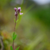 향등골나물(Eupatorium tripartitum (Makino) Murata & H.Koyama) : 꽃사랑한동구
