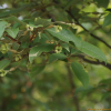 보리수나무(Elaeagnus umbellata Thunb.) : 필릴리