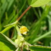 공단풀(Sida spinosa L.) : 무심거사