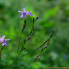 대청부채(Iris dichotoma Pall.) : 김새벽
