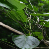 나도은조롱(Marsdenia tomentosa C.Morren & Decne.) : 통통배