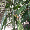 금식나무(Aucuba japonica for. variegata (Dombrain) Rehder) : 꽃천사