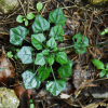 좀딱취(Ainsliaea apiculata Sch.Bip.) : 통통배