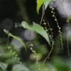 각시마(Dioscorea tenuipes Franch. & Sav.) : 통통배