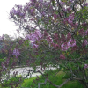 서양수수꽃다리(Syringa vulgaris L.) : 꽃마리