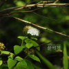 아구장나무(Spiraea chartacea Nakai) : 통통배