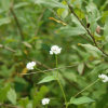 고마리(Persicaria thunbergii (Siebold & Zucc.) H.Gross ex Nakai) : 파랑새