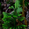 만년석송(Lycopodium obscurum L.) : 노루발