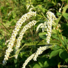흰여뀌(Persicaria lapathifolia (L.) Delarbre) : 풀배낭