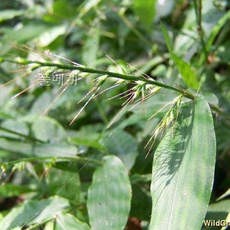 조개풀(Arthraxon hispidus (Thunb.) Makino) : 들국화