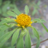 미국가막사리(Bidens frondosa L.) : 청암