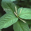 꽃대(Chloranthus serratus (Thunb.) Roem. & Schult.) : kplant1