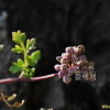 갯사상자(Cnidium japonicum Miq.) : 청암