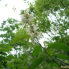 가침박달(Exochorda serratifolia S.Moore) : 꽃사랑