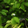 아구장나무(Spiraea chartacea Nakai) : 晴嵐