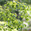 오구나무(Sapium sebiferum (L.) Roxb.) : 카르마