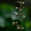 헐떡이풀(Tiarella polyphylla D.Don) : 통통배