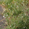 마편초(Verbena officinalis L.) : 산들꽃