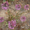 참산부추(Allium sacculiferum Maxim.) : 무심거사