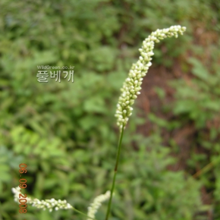 흰여뀌(Persicaria lapathifolia (L.) Delarbre) : 산들꽃