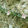 지네발란(Pelatantheria scolopendrifolia (Makino) Aver.) : 식물천국