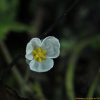 자라풀(Hydrocharis dubia (Blume) Backer) : 통통배