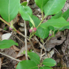 감태나무(Lindera glauca (Siebold & Zucc.) Blume) : 설뫼*
