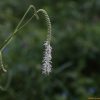 긴오이풀(Sanguisorba longifolia Bertol.) : 버들피리