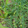 노랑개아마(Linum virginianum L.) : 고들빼기