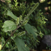 털쇠무릎(Achyranthes bidentata Blume) : 파랑새