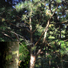 백송(Pinus bungeana Zucc. ex Endl.) : 설뫼*