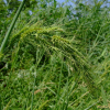 물피(Echinochloa crus-galli (L.) P.Beauv. var. echinatum (Willd.) Honda) : 봄까치꽃