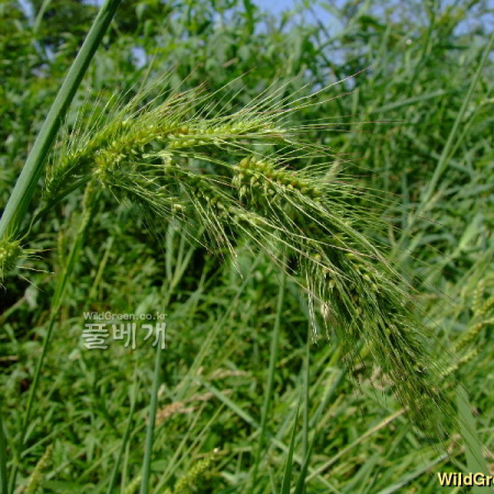 물피(Echinochloa crus-galli (L.) P.Beauv. var. echinatum (Willd.) Honda) : 塞翁之馬