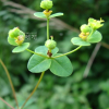 낭독(Euphorbia fischeriana Steud.) : 별꽃