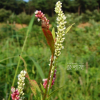 흰여뀌(Persicaria lapathifolia (L.) Delarbre) : 꽃사랑한동구