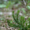 왕다람쥐꼬리(Huperzia cryptomerina (Maxim.) R.D.Dixit) : 벼루