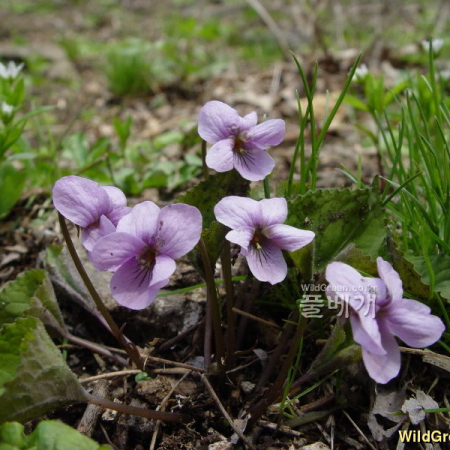 고깔제비꽃(Viola rossii Hemsl.) : 통통배