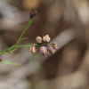 원지(Polygala tenuifolia Willd.) : 산들꽃