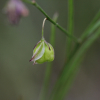 원지(Polygala tenuifolia Willd.) : 산들꽃