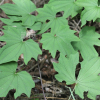 국화마(Dioscorea septemloba Thunb.) : 청암